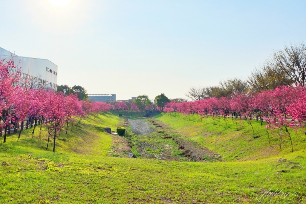 台中后里｜中科崴立櫻花公園．嬌艷桃紅八重櫻盛開超美，台中免費千坪賞櫻景點 @飛天璇的口袋
