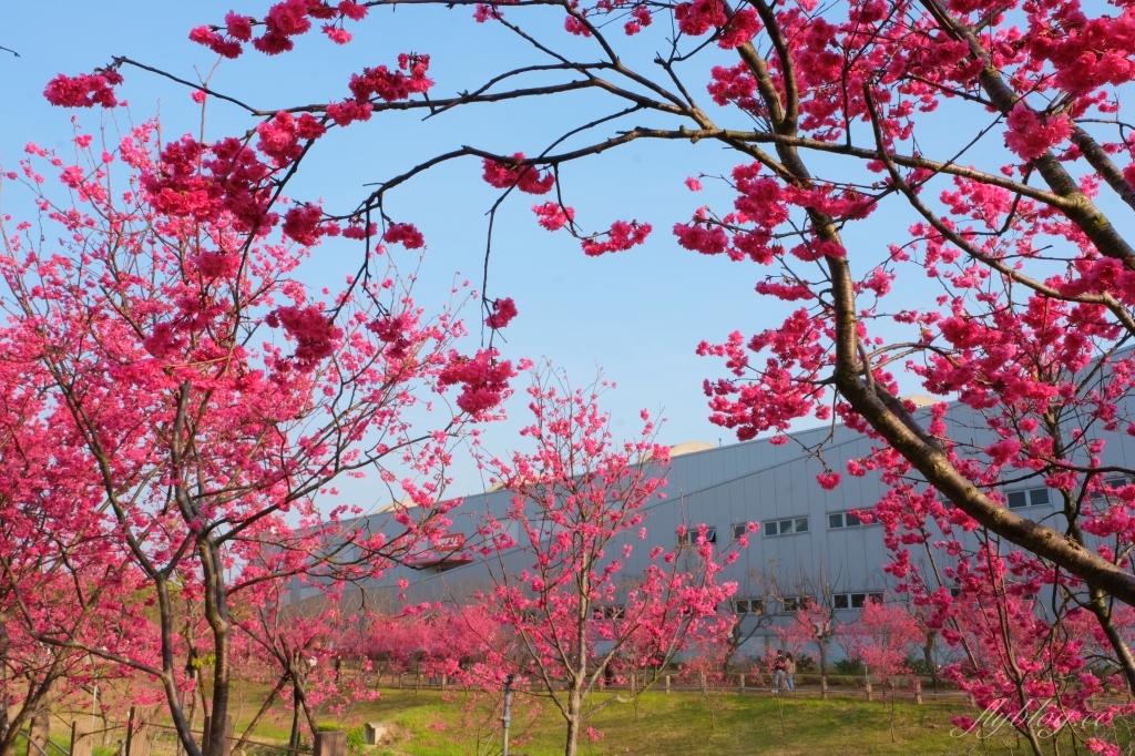 台中后里｜中科崴立櫻花公園．嬌艷桃紅八重櫻盛開超美，台中免費千坪賞櫻景點 @飛天璇的口袋