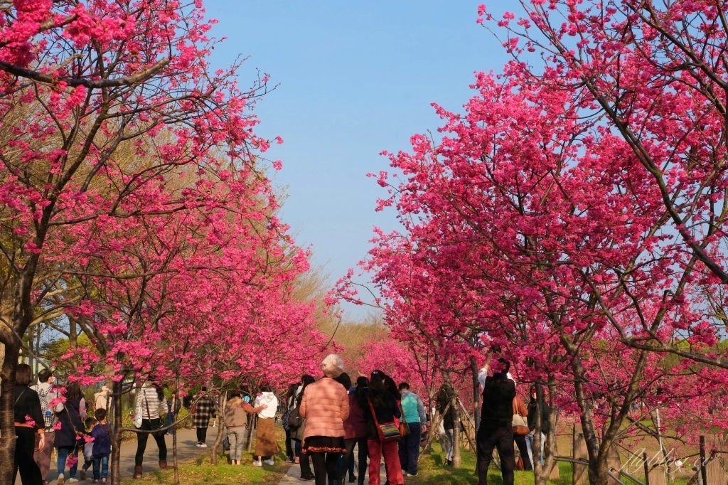 台中后里｜中科崴立櫻花公園．嬌艷桃紅八重櫻盛開超美，台中免費千坪賞櫻景點 @飛天璇的口袋
