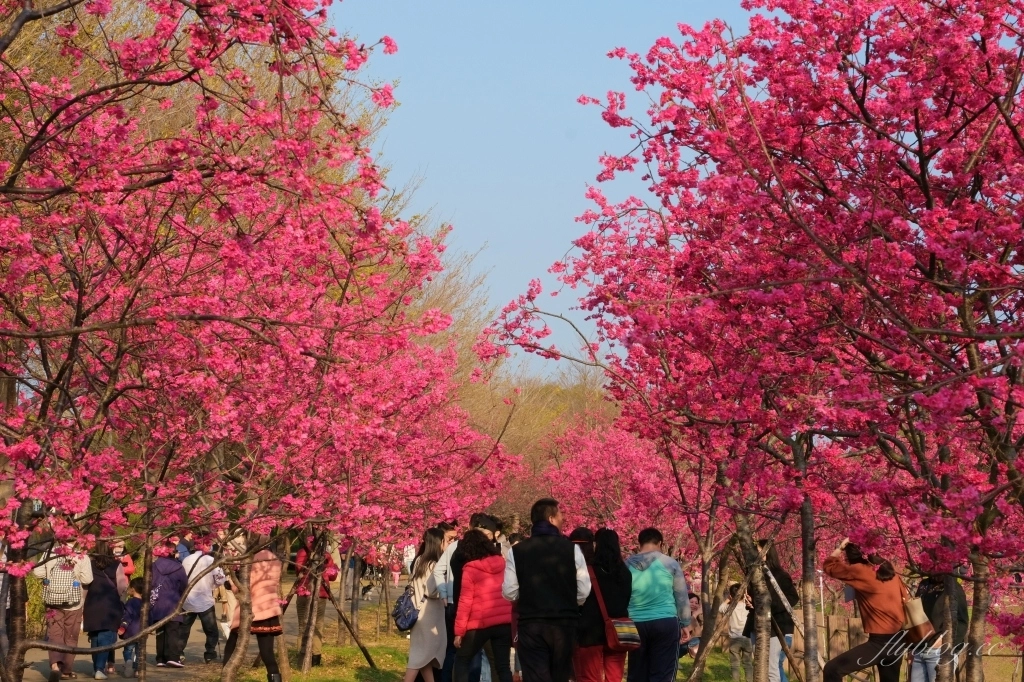 台中后里｜中科崴立櫻花公園．嬌艷桃紅八重櫻盛開超美，台中免費千坪賞櫻景點 @飛天璇的口袋