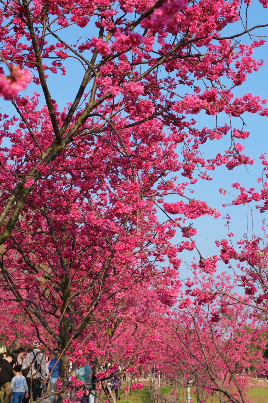 台中后里｜中科崴立櫻花公園．嬌艷桃紅八重櫻盛開超美，台中免費千坪賞櫻景點 @飛天璇的口袋