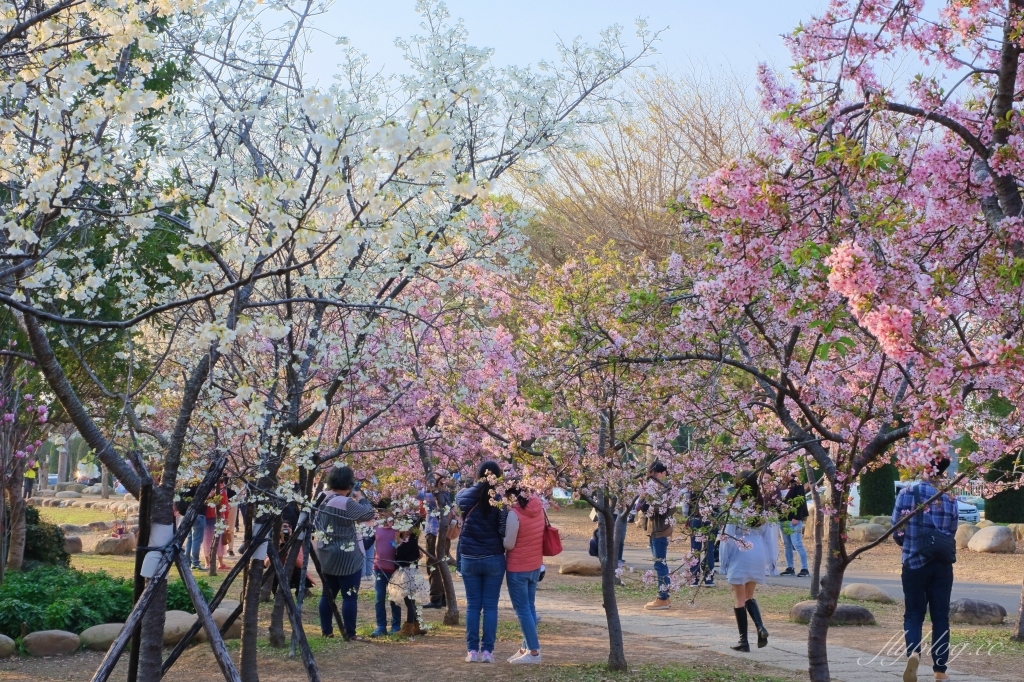 台中后里｜中科崴立櫻花公園．嬌艷桃紅八重櫻盛開超美，台中免費千坪賞櫻景點 @飛天璇的口袋