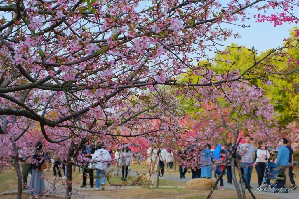 台中后里｜中科崴立櫻花公園．嬌艷桃紅八重櫻盛開超美，台中免費千坪賞櫻景點 @飛天璇的口袋