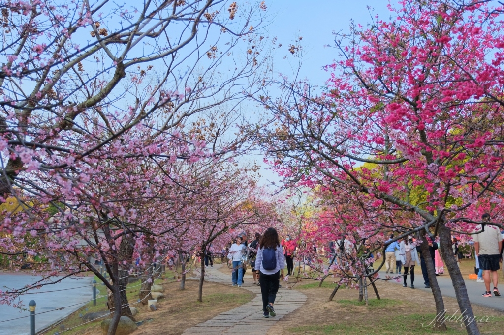 台中后里｜中科崴立櫻花公園．嬌艷桃紅八重櫻盛開超美，台中免費千坪賞櫻景點 @飛天璇的口袋