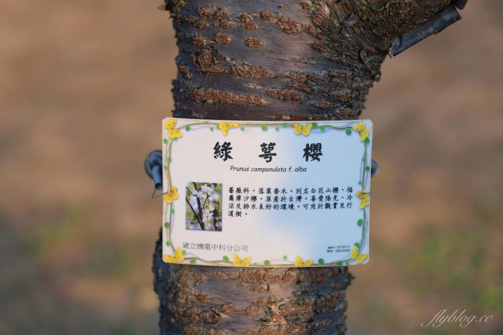 台中后里｜中科崴立櫻花公園．嬌艷桃紅八重櫻盛開超美，台中免費千坪賞櫻景點 @飛天璇的口袋