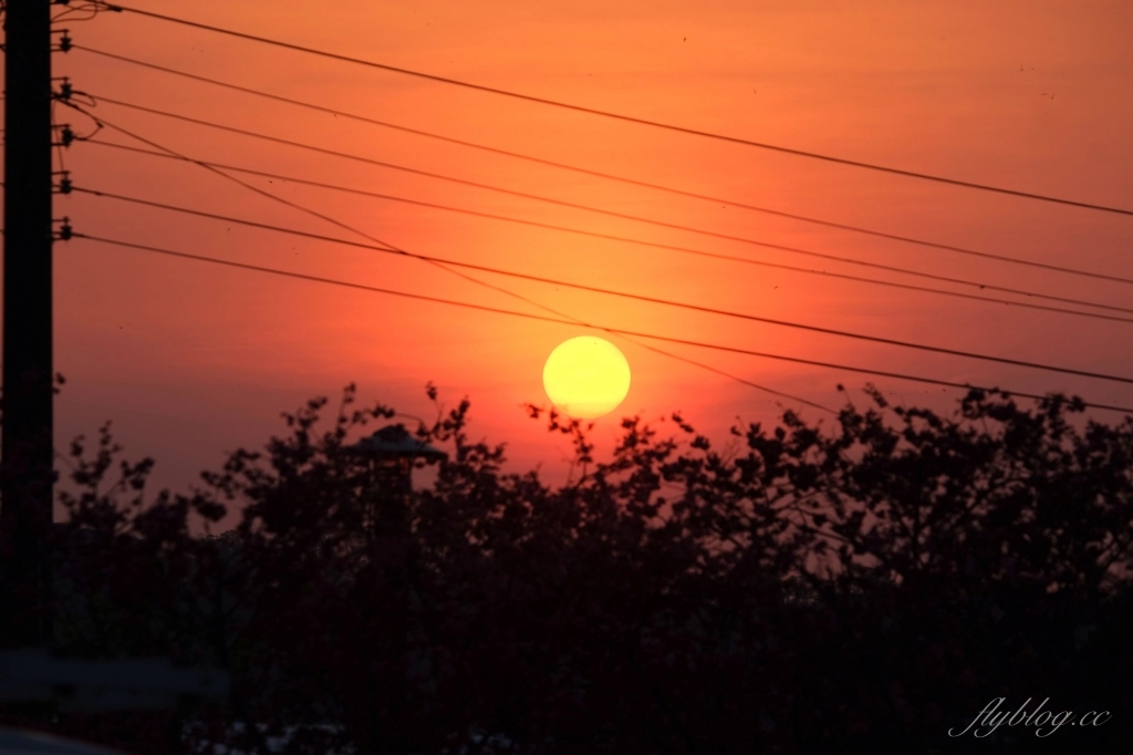 台中后里｜泰安派出所櫻花季．中部最佳賞夜櫻景點推薦，全台最美最浪漫的警察局 @飛天璇的口袋