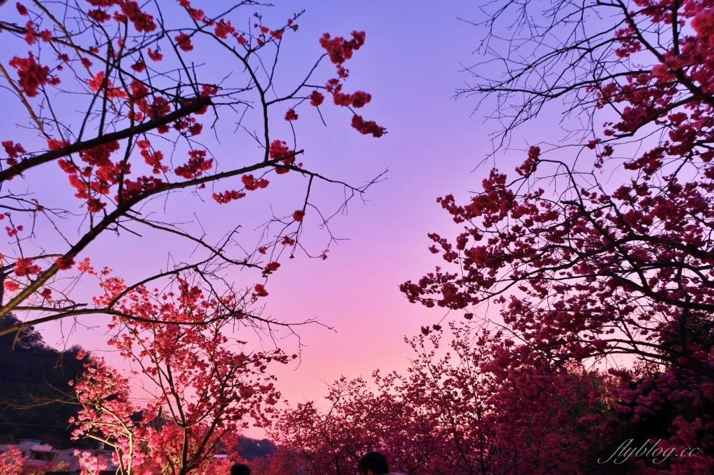 台中后里｜泰安派出所櫻花季．中部最佳賞夜櫻景點推薦，全台最美最浪漫的警察局 @飛天璇的口袋