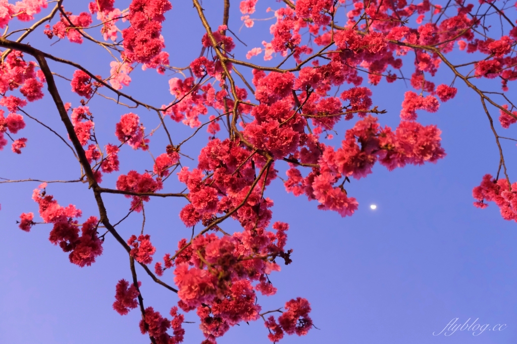 台中后里｜泰安派出所櫻花季．中部最佳賞夜櫻景點推薦，全台最美最浪漫的警察局 @飛天璇的口袋