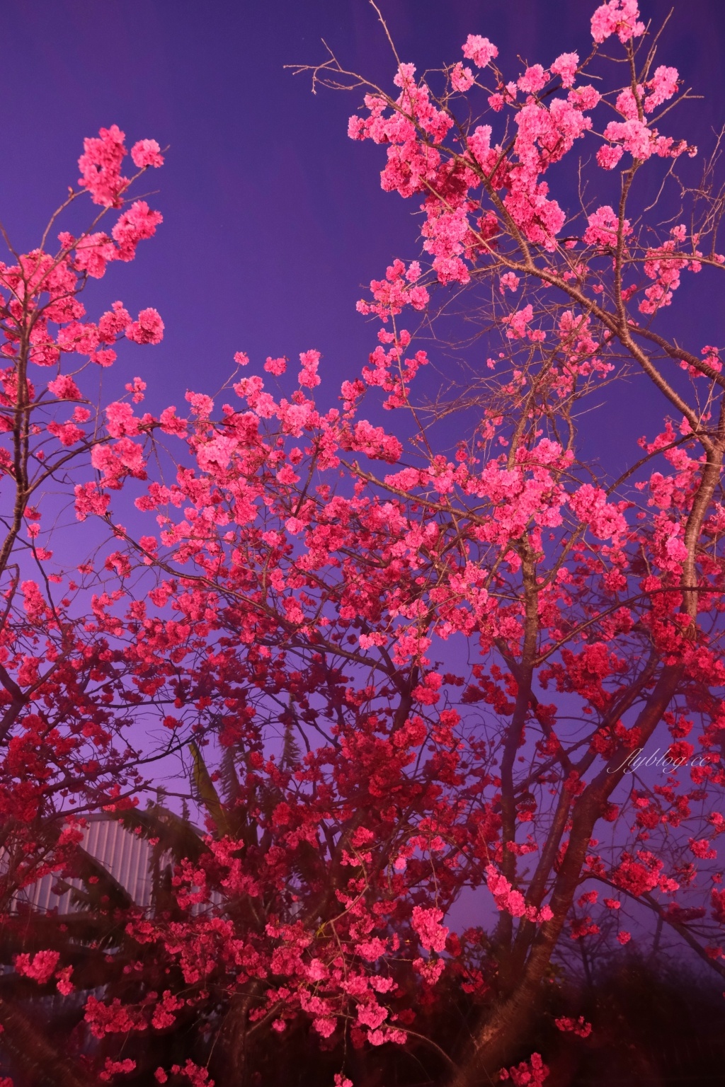 台中后里｜泰安派出所櫻花季．中部最佳賞夜櫻景點推薦，全台最美最浪漫的警察局 @飛天璇的口袋