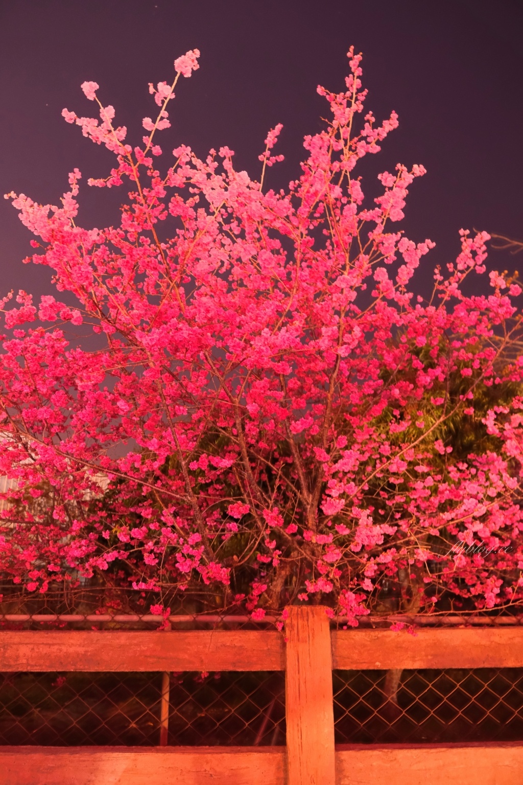 台中后里｜泰安派出所櫻花季．中部最佳賞夜櫻景點推薦，全台最美最浪漫的警察局 @飛天璇的口袋