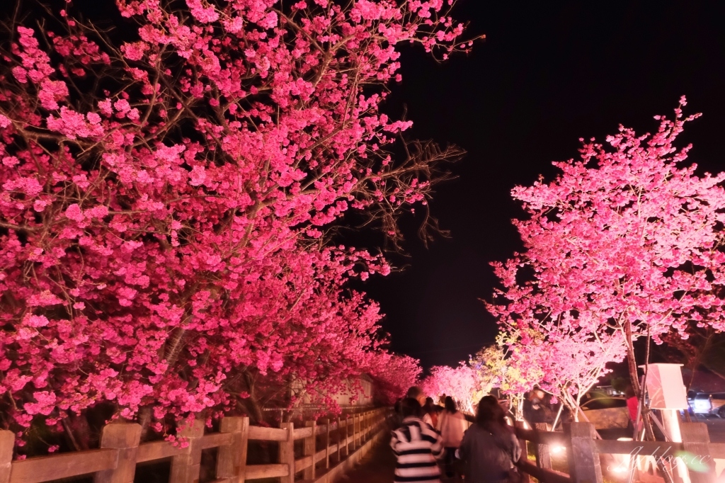 台中后里｜泰安派出所櫻花季．中部最佳賞夜櫻景點推薦，全台最美最浪漫的警察局 @飛天璇的口袋
