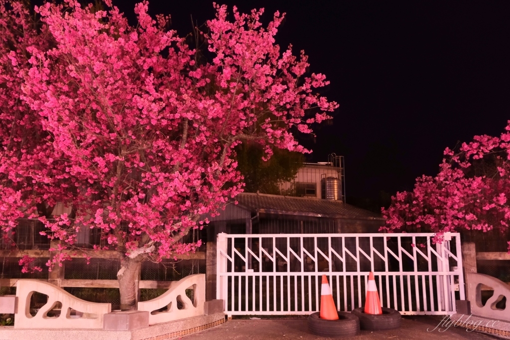 台中后里｜泰安派出所櫻花季．中部最佳賞夜櫻景點推薦，全台最美最浪漫的警察局 @飛天璇的口袋