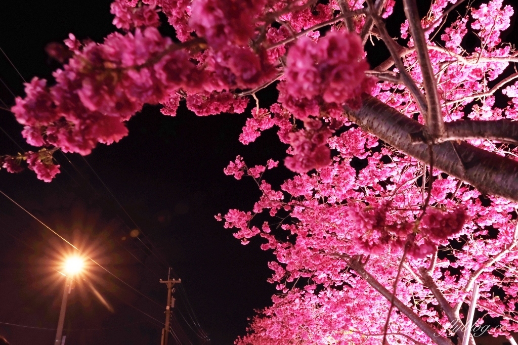 台中后里｜泰安派出所櫻花季．中部最佳賞夜櫻景點推薦，全台最美最浪漫的警察局 @飛天璇的口袋