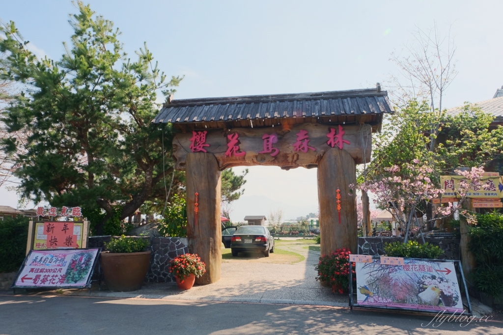 台中新社｜櫻花鳥森林．整片粉嫩香水櫻盛開中，可以租日式和服體驗 @飛天璇的口袋