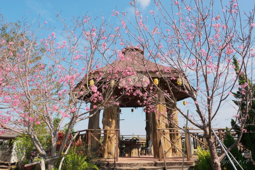 台中新社｜櫻花鳥森林．整片粉嫩香水櫻盛開中，可以租日式和服體驗 @飛天璇的口袋