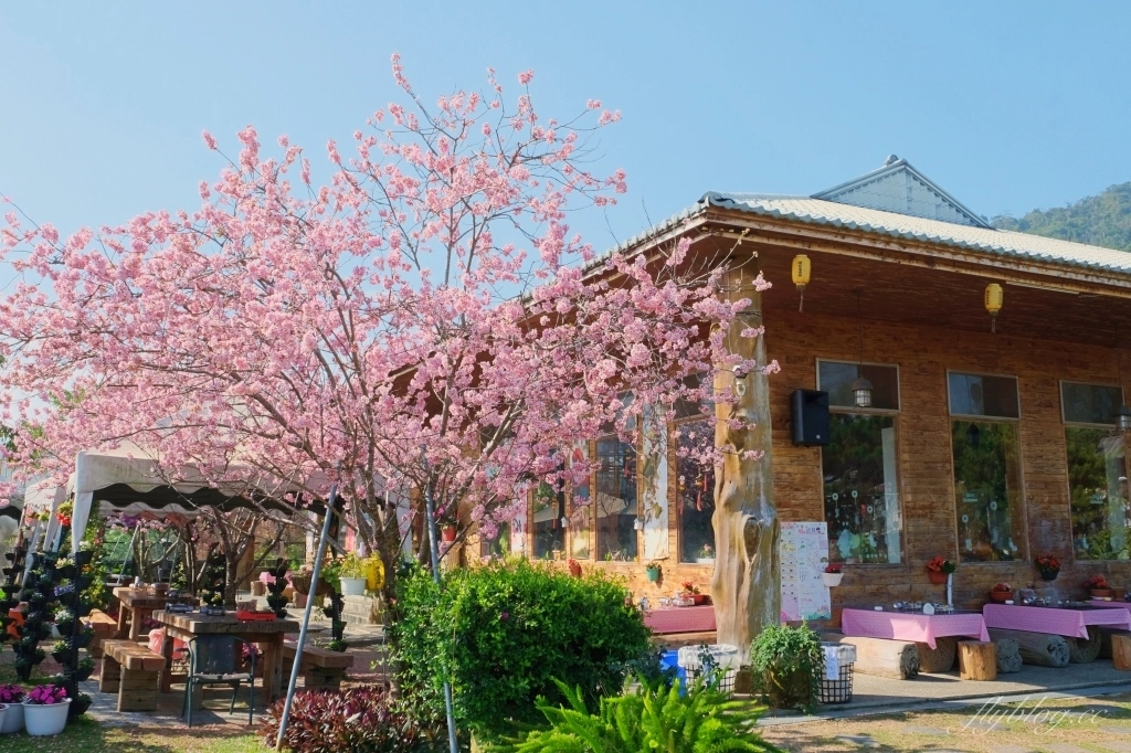 台中新社｜櫻花鳥森林．整片粉嫩香水櫻盛開中，可以租日式和服體驗 @飛天璇的口袋