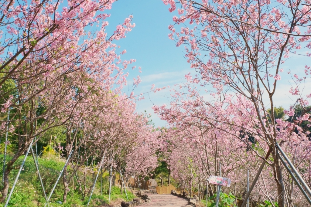 台中新社｜櫻花鳥森林．整片粉嫩香水櫻盛開中，可以租日式和服體驗 @飛天璇的口袋