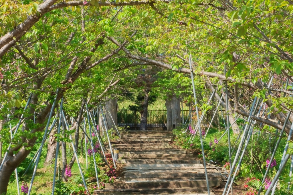 台中新社｜櫻花鳥森林．整片粉嫩香水櫻盛開中，可以租日式和服體驗 @飛天璇的口袋