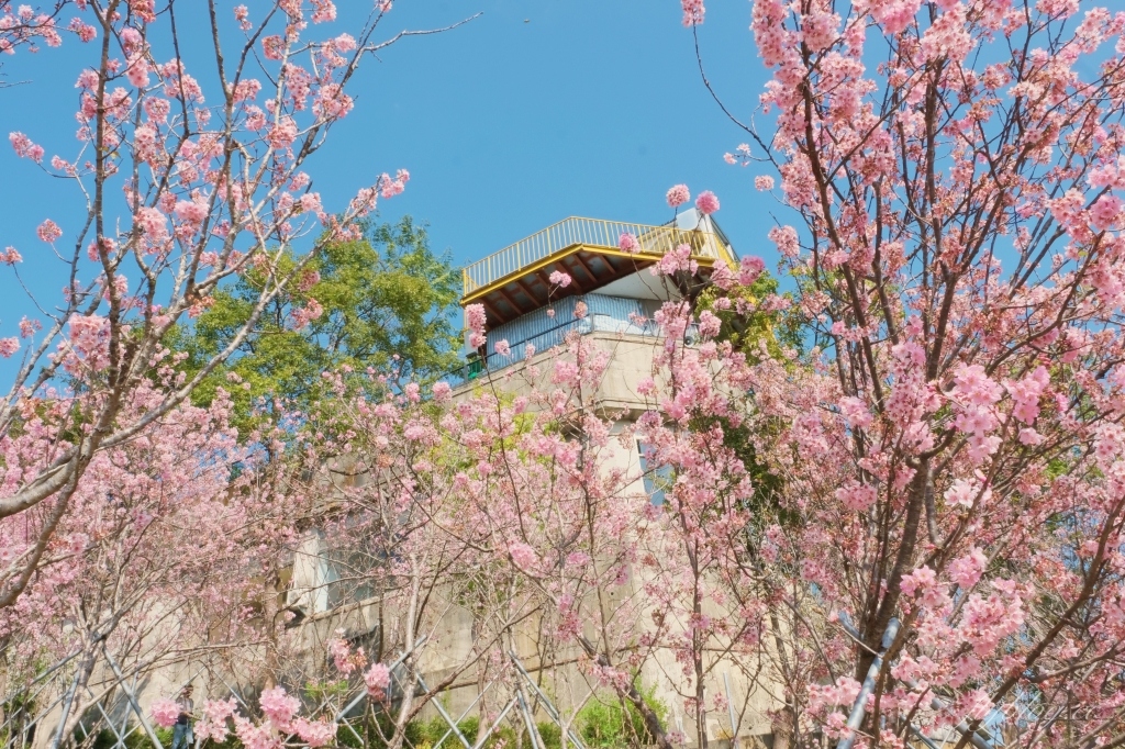 台中新社｜櫻花鳥森林．整片粉嫩香水櫻盛開中，可以租日式和服體驗 @飛天璇的口袋