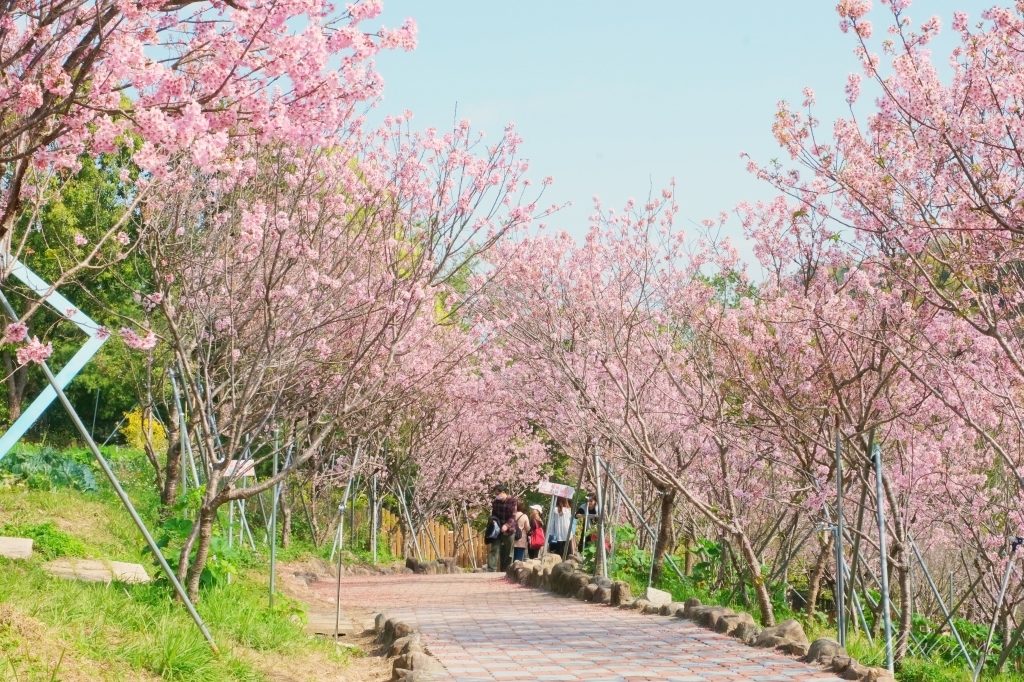 台中新社｜櫻花鳥森林．整片粉嫩香水櫻盛開中，可以租日式和服體驗 @飛天璇的口袋