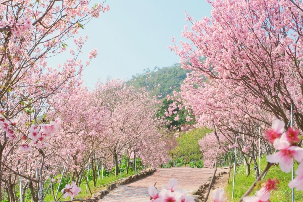 台中新社｜櫻花鳥森林．整片粉嫩香水櫻盛開中，可以租日式和服體驗 @飛天璇的口袋