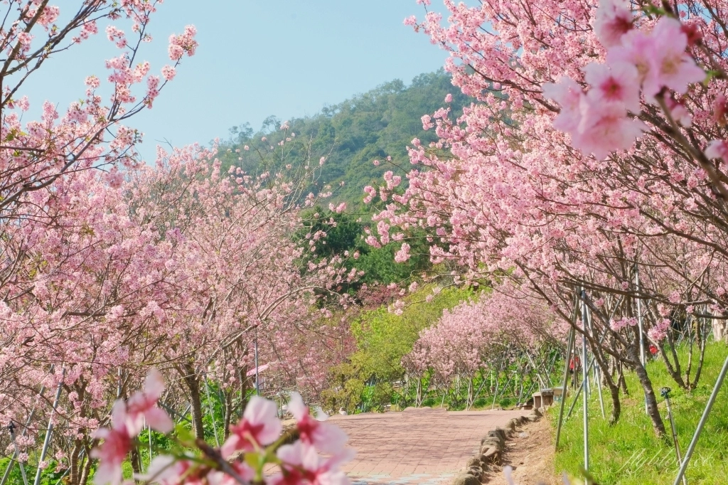 台中新社｜櫻花鳥森林．整片粉嫩香水櫻盛開中，可以租日式和服體驗 @飛天璇的口袋