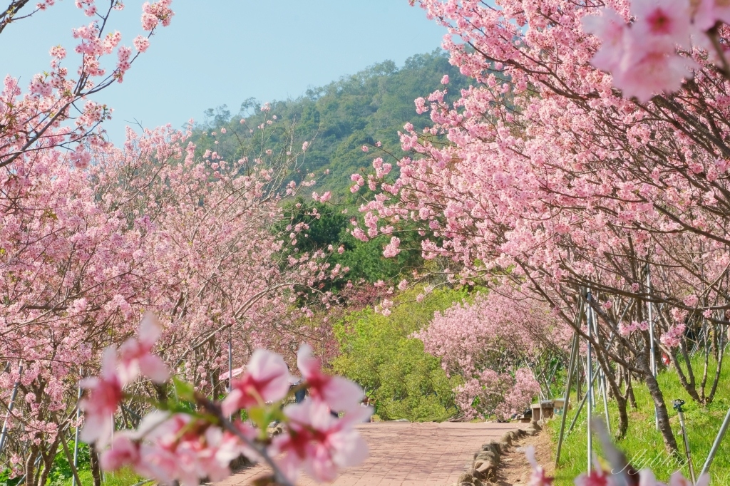 台中新社｜櫻花鳥森林．整片粉嫩香水櫻盛開中，可以租日式和服體驗 @飛天璇的口袋
