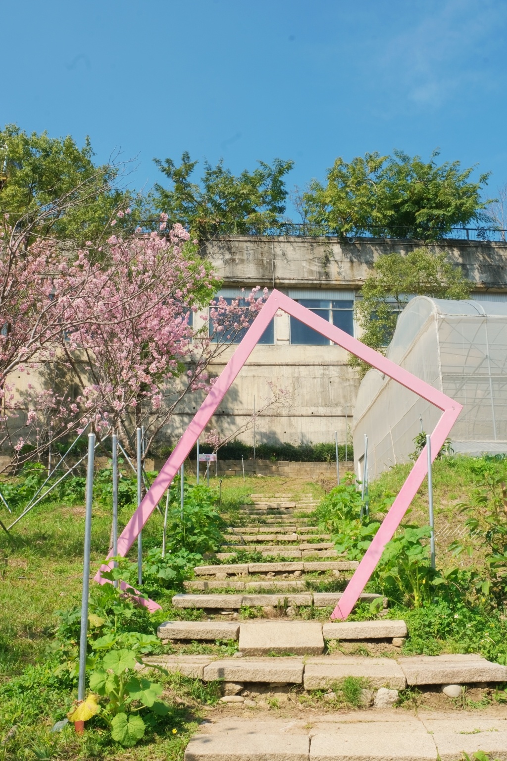 台中新社｜櫻花鳥森林．整片粉嫩香水櫻盛開中，可以租日式和服體驗 @飛天璇的口袋