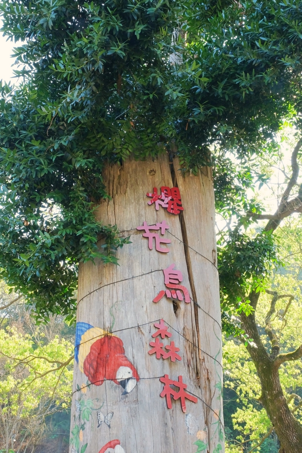 台中新社｜櫻花鳥森林．整片粉嫩香水櫻盛開中，可以租日式和服體驗 @飛天璇的口袋