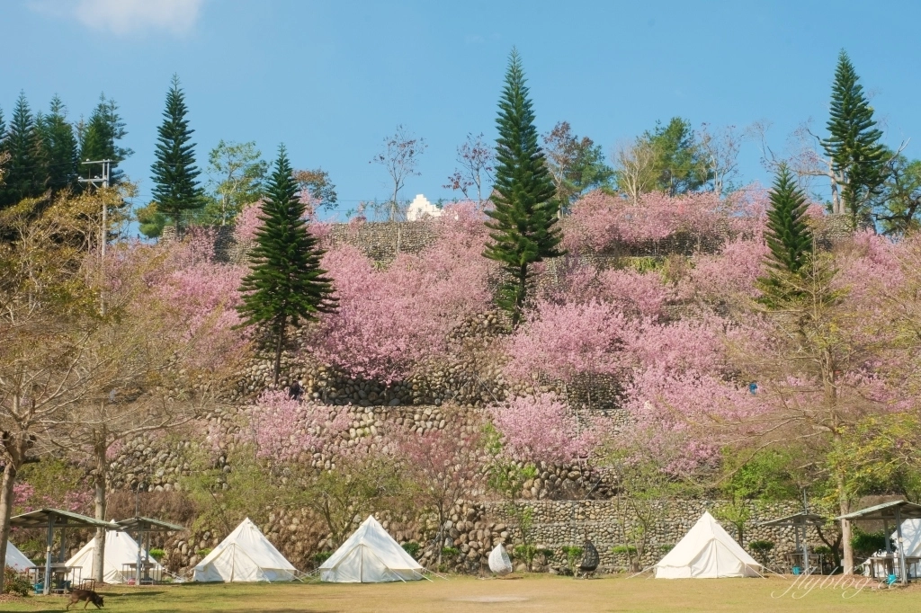 台中新社｜櫻花鳥森林．整片粉嫩香水櫻盛開中，可以租日式和服體驗 @飛天璇的口袋