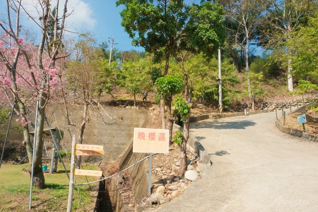 台中新社｜櫻花鳥森林．整片粉嫩香水櫻盛開中，可以租日式和服體驗 @飛天璇的口袋