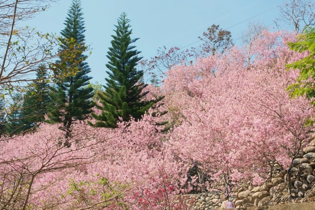 台中新社｜櫻花鳥森林．整片粉嫩香水櫻盛開中，可以租日式和服體驗 @飛天璇的口袋
