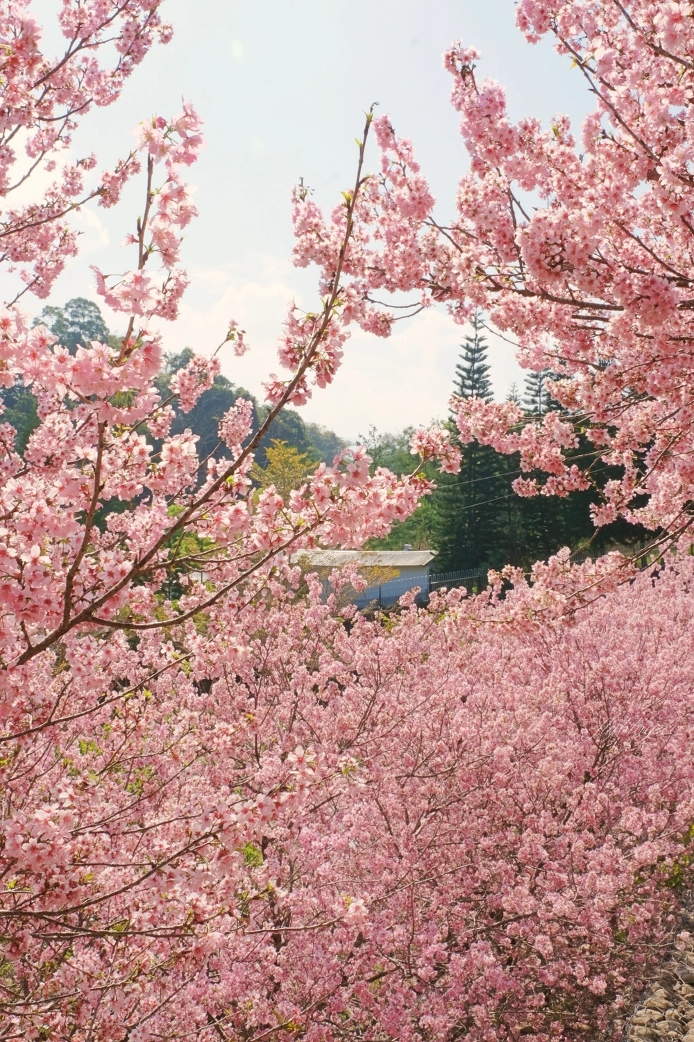 台中新社｜櫻花鳥森林．整片粉嫩香水櫻盛開中，可以租日式和服體驗 @飛天璇的口袋