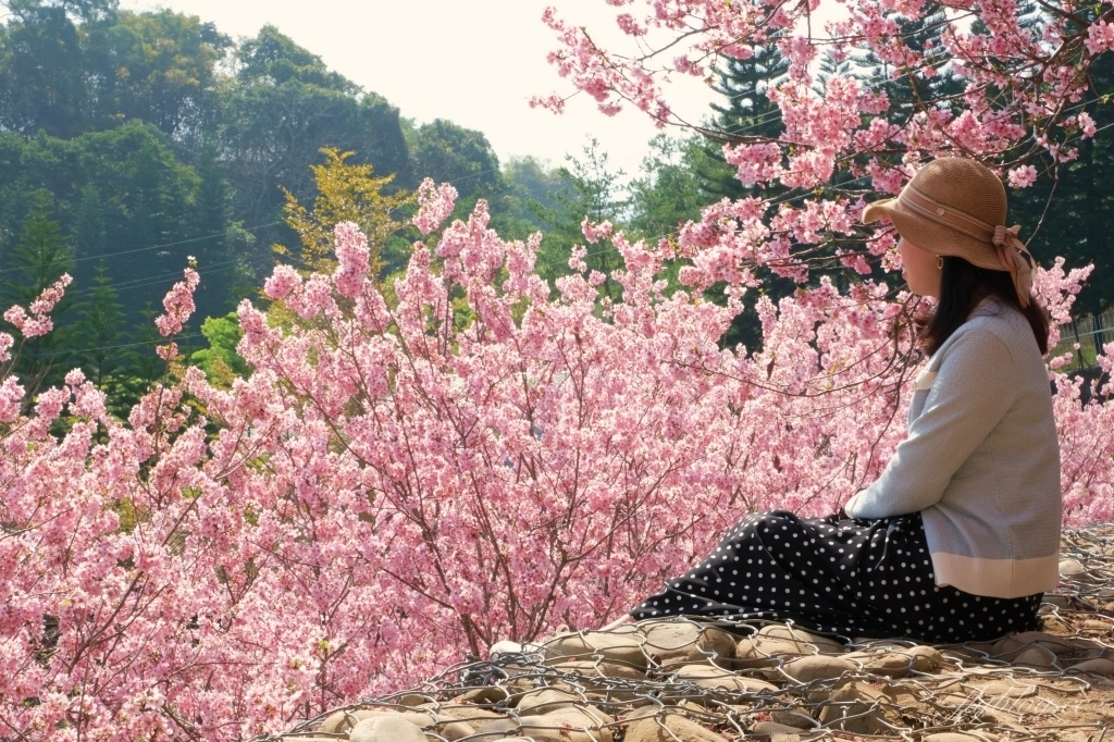 台中新社｜櫻花鳥森林．整片粉嫩香水櫻盛開中，可以租日式和服體驗 @飛天璇的口袋