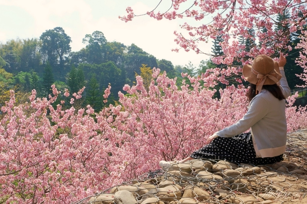 台中新社｜櫻花鳥森林．整片粉嫩香水櫻盛開中，可以租日式和服體驗 @飛天璇的口袋