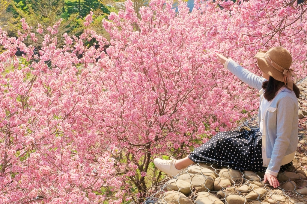 台中新社｜櫻花鳥森林．整片粉嫩香水櫻盛開中，可以租日式和服體驗 @飛天璇的口袋