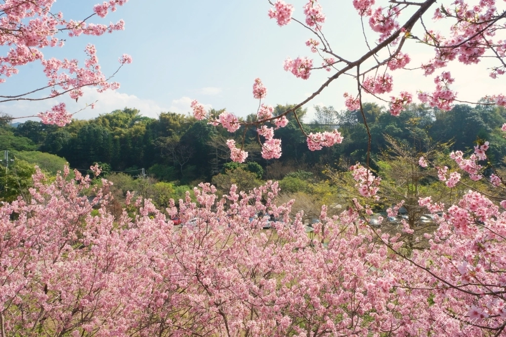 台中新社｜櫻花鳥森林．整片粉嫩香水櫻盛開中，可以租日式和服體驗 @飛天璇的口袋
