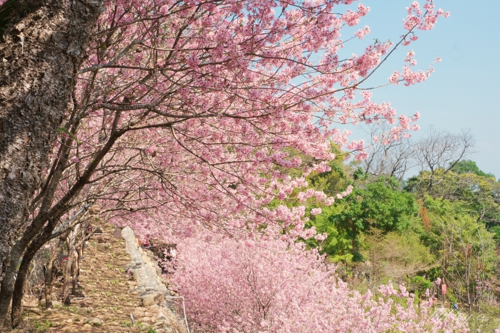 台中新社｜櫻花鳥森林．整片粉嫩香水櫻盛開中，可以租日式和服體驗 @飛天璇的口袋