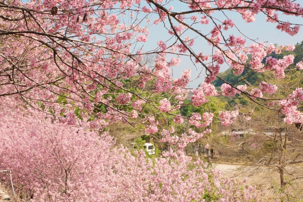 台中新社｜櫻花鳥森林．整片粉嫩香水櫻盛開中，可以租日式和服體驗 @飛天璇的口袋