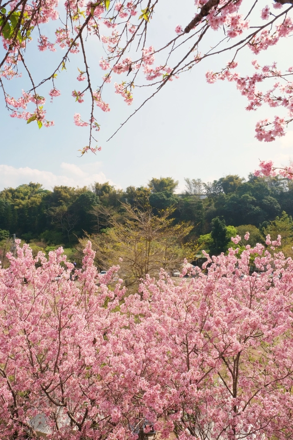 台中新社｜櫻花鳥森林．整片粉嫩香水櫻盛開中，可以租日式和服體驗 @飛天璇的口袋