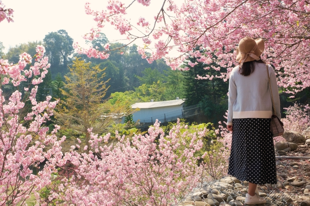 台中新社｜櫻花鳥森林．整片粉嫩香水櫻盛開中，可以租日式和服體驗 @飛天璇的口袋