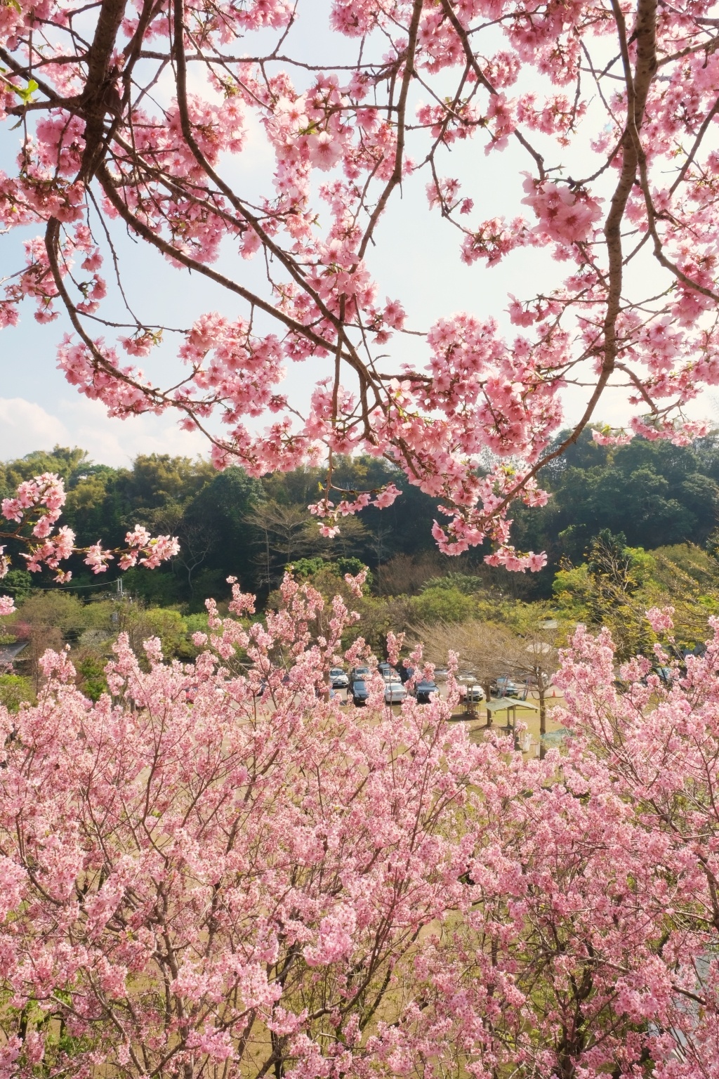 台中新社｜櫻花鳥森林．整片粉嫩香水櫻盛開中，可以租日式和服體驗 @飛天璇的口袋