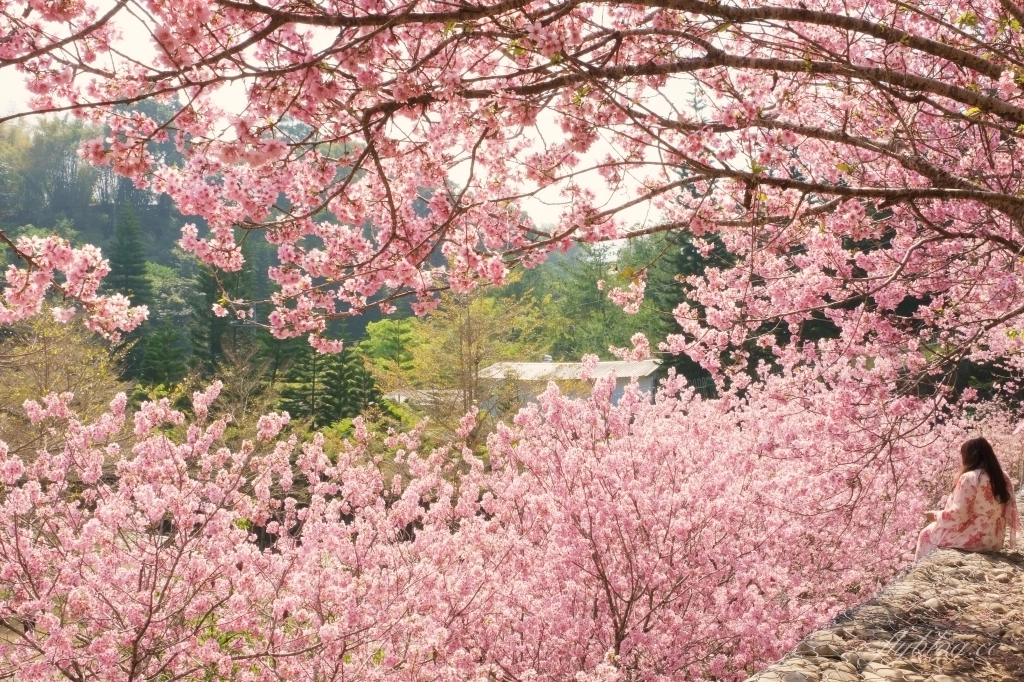 台中新社｜櫻花鳥森林．整片粉嫩香水櫻盛開中，可以租日式和服體驗 @飛天璇的口袋