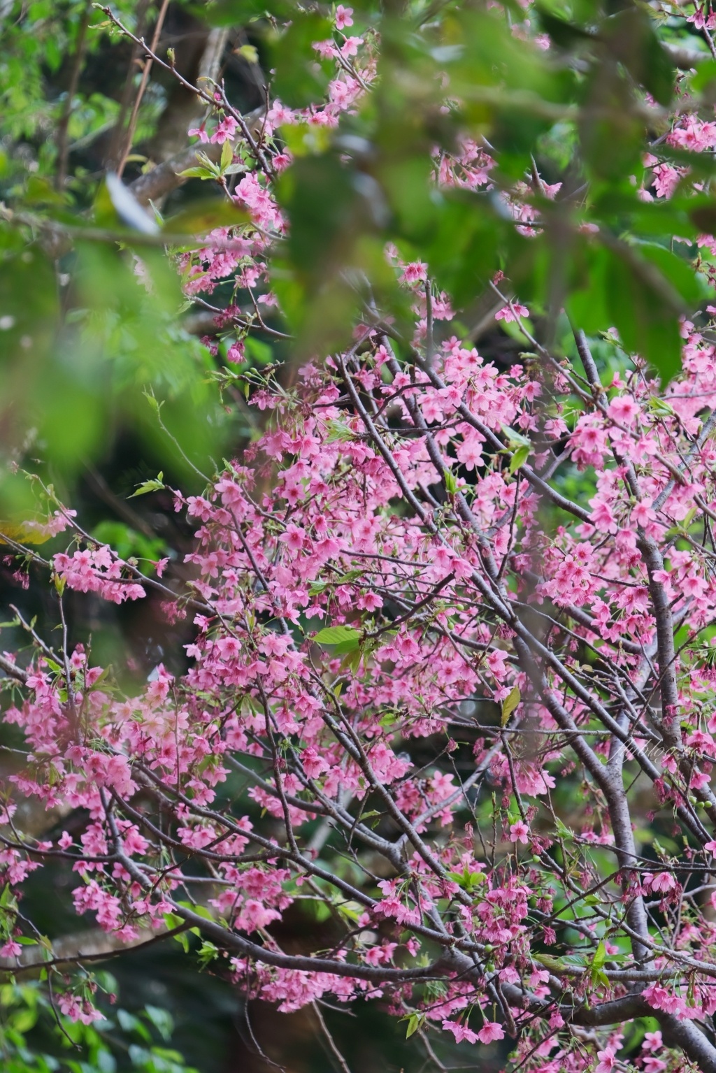台中新社｜櫻花鳥森林．整片粉嫩香水櫻盛開中，可以租日式和服體驗 @飛天璇的口袋