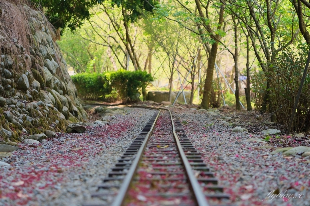 台中新社｜櫻花鳥森林．整片粉嫩香水櫻盛開中，可以租日式和服體驗 @飛天璇的口袋