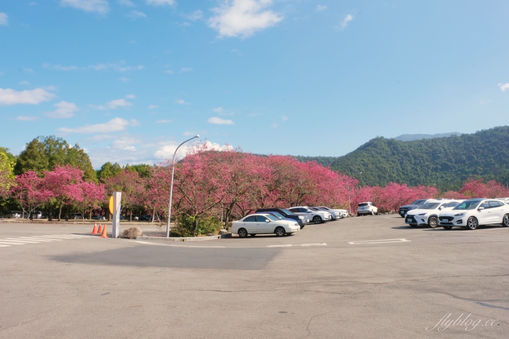 南投魚池｜2025九族文化村櫻花祭．唯一日本認證海外賞櫻名所，5000多株櫻花樹嬌艷動人 @飛天璇的口袋