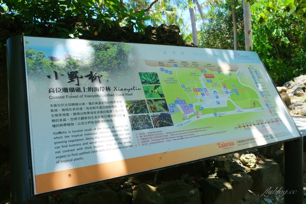 台東景點｜小野柳．充滿自然生態東部沿海地質教室，天氣好的時候還可以眺望綠島 @飛天璇的口袋