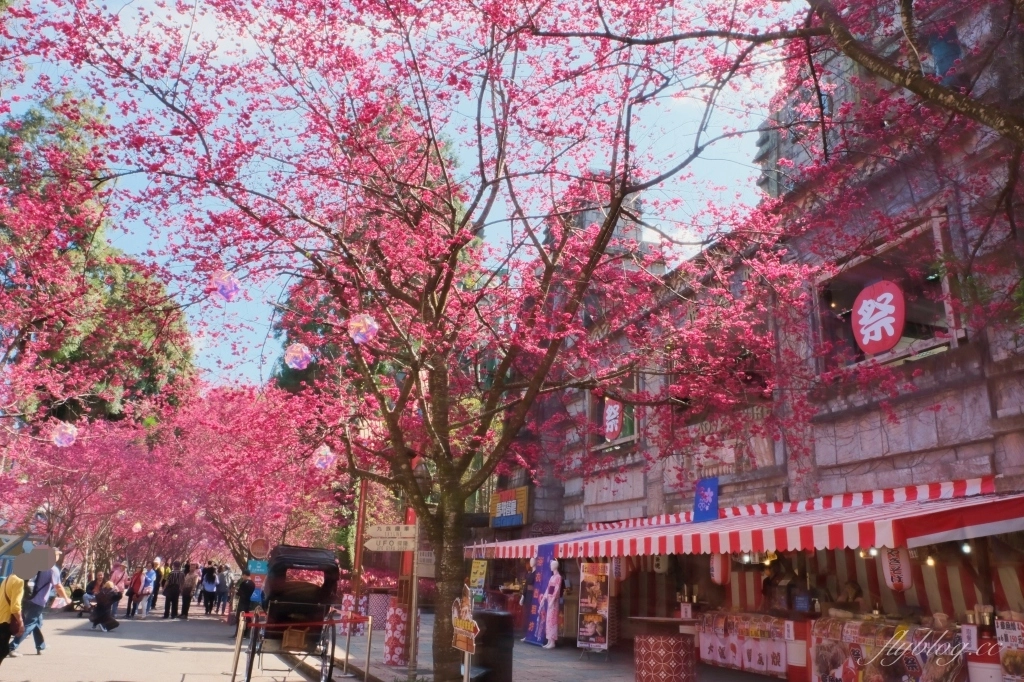 南投魚池｜2025九族文化村櫻花祭．唯一日本認證海外賞櫻名所，5000多株櫻花樹嬌艷動人 @飛天璇的口袋