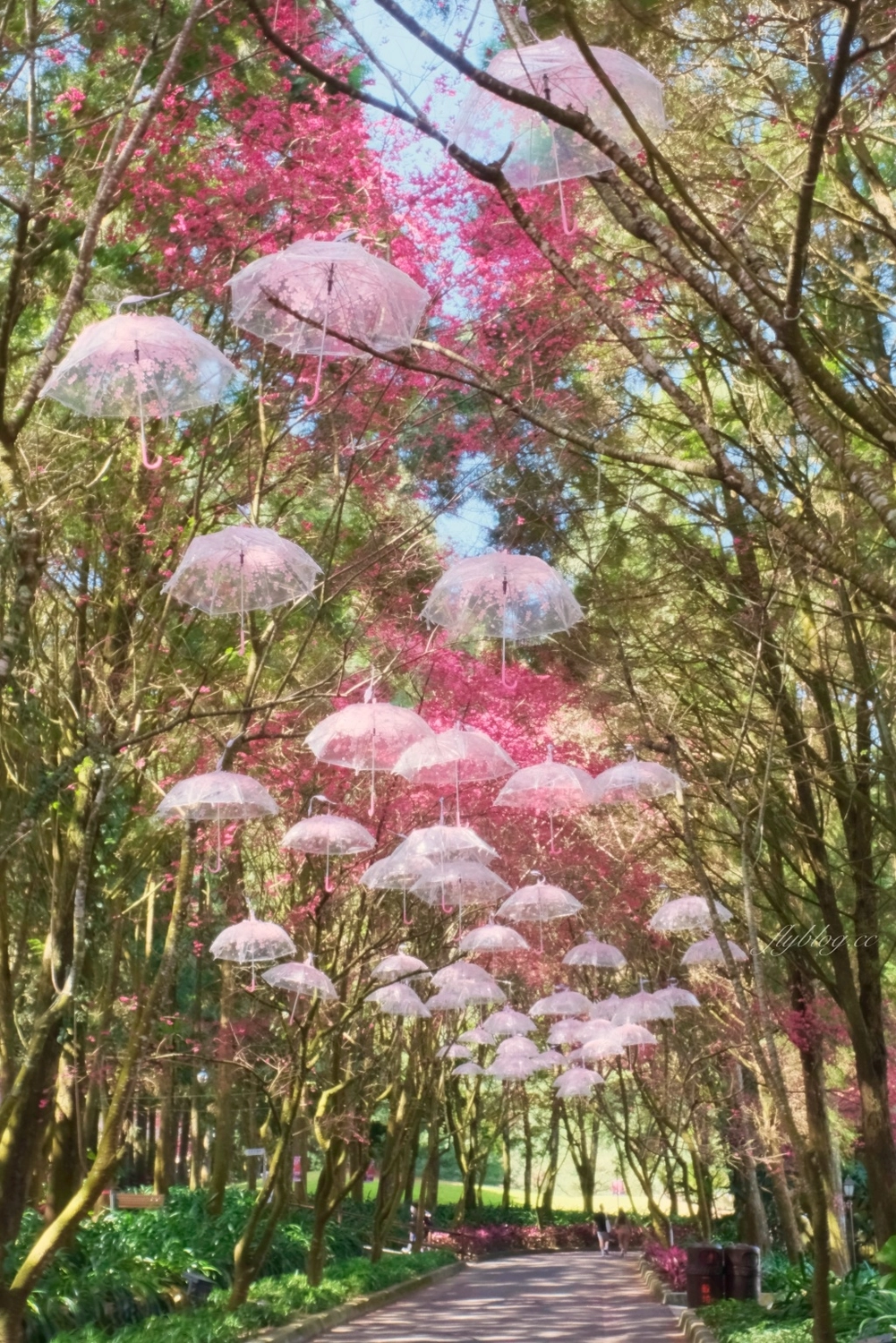 南投魚池｜2025九族文化村櫻花祭．唯一日本認證海外賞櫻名所，5000多株櫻花樹嬌艷動人 @飛天璇的口袋