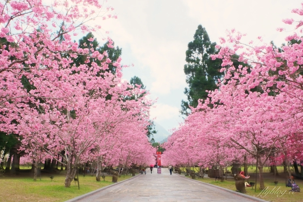 南投魚池｜2025九族文化村櫻花祭．唯一日本認證海外賞櫻名所，5000多株櫻花樹嬌艷動人 @飛天璇的口袋
